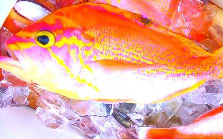 焼津沖　レンコダイ、アカイサキなど